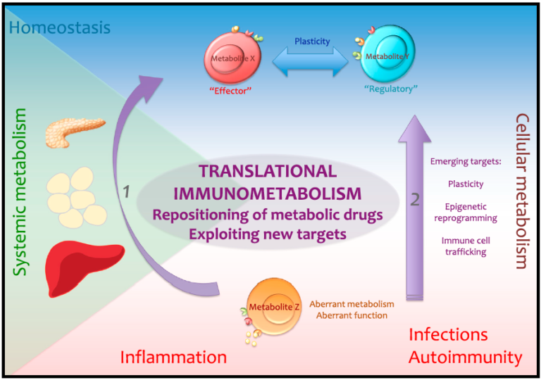 Immunometabolism: The Role of Iron in an Emerging Field