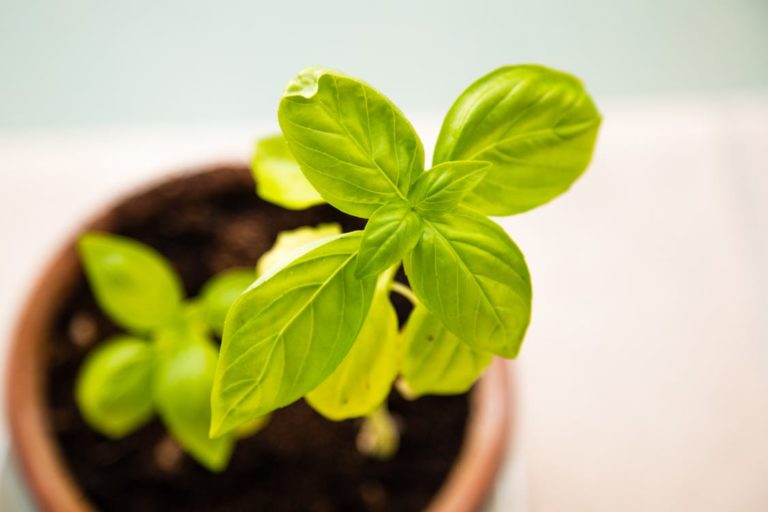 Basil: What’s not to Love?