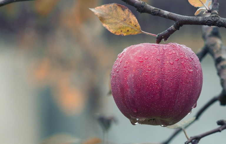 Nutrition and Climate Change