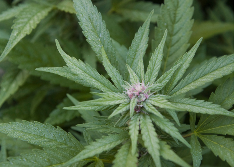 Emerging Health Effects and Implications of Cannabis
