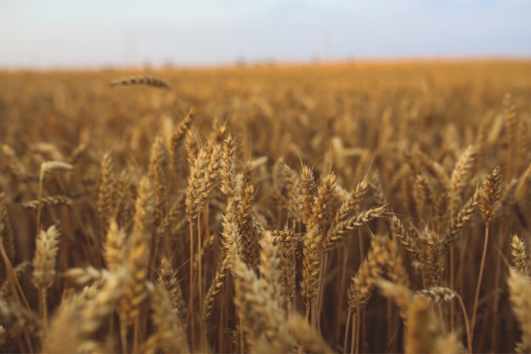 Are Whole Grains Healthier Than Refined Grains?