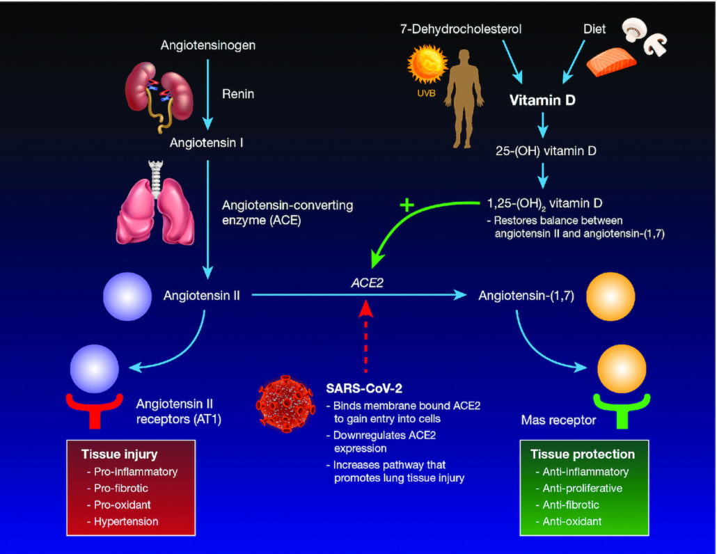 Does vitamin D status affect COVID-19 severity and mortality ...