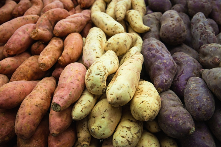 Biofortification increases iron content of potatoes and sweet potatoes, but does not negate need for additional iron to prevent deficiency