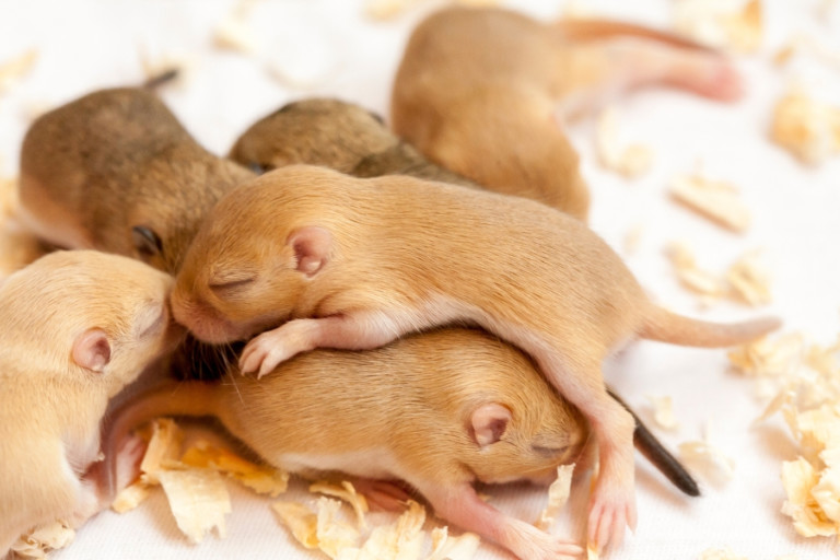 Brain gene expression is impacted by a-tocopherol form in weanling mice