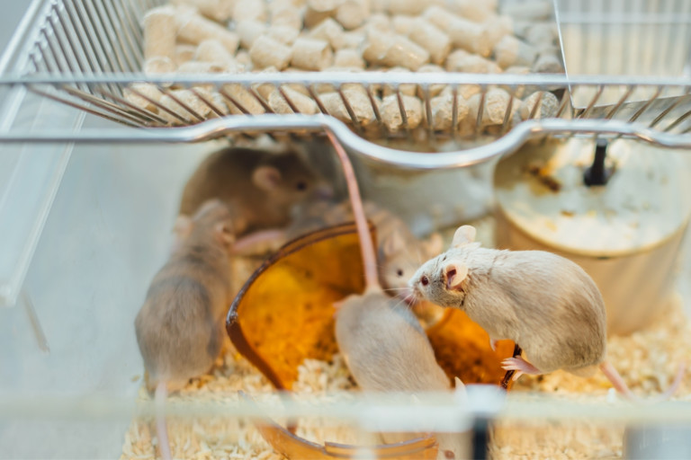 Restriction of sulfur amino acid intake leads to physiological responses influenced by sex and Atf4 status