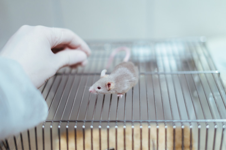 Mitochondrial function is impaired by folate deficiency and Shmt2 expression