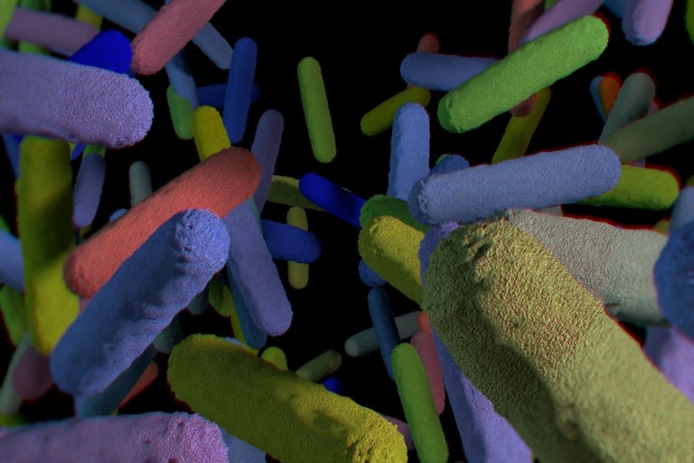 Role of Habitual Diet in Shaping the Human Gut Microbiome