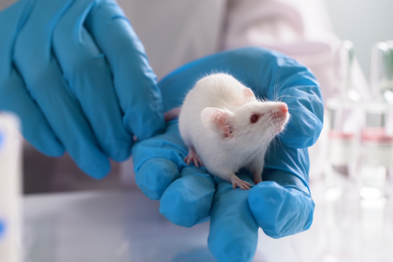 Quinones with varying sidechain lengths are precursors to tissue menaquinone-4 in mice