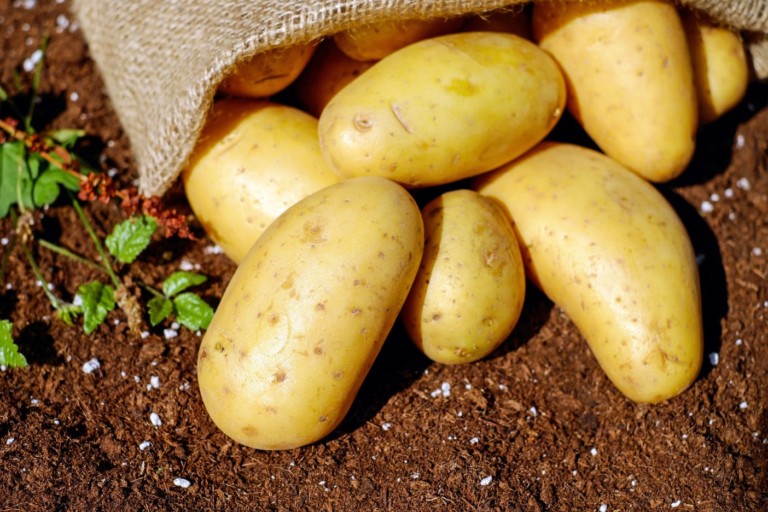 New processing technique could make potatoes healthier