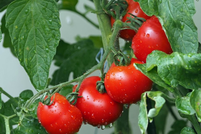 Tomatoes and lycopene have anti-prostate cancer activity in animal models