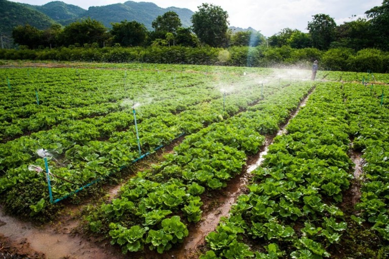 ASN Journals Rethink Food Systems to Promote Food and Nutrient Sustainability