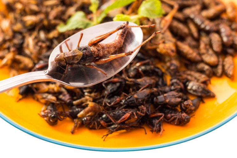 Insects for Dinner?￼