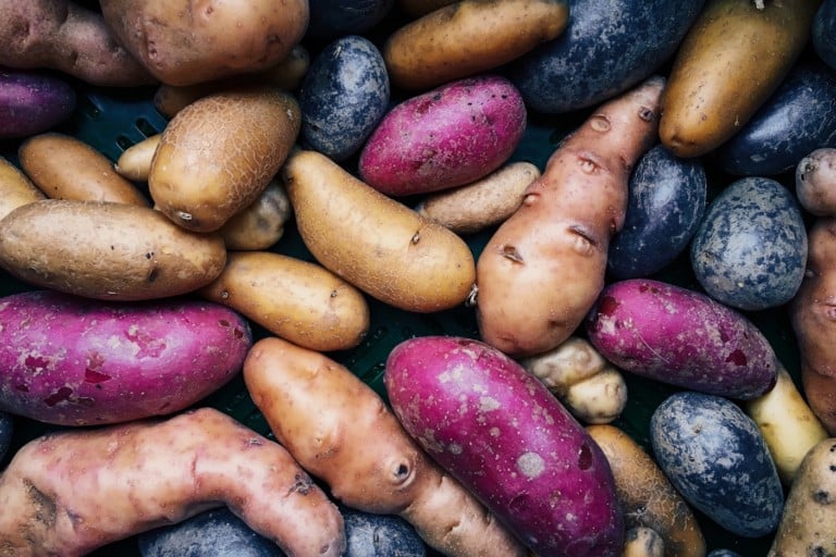Iron biofortification of potatoes leads to higher total iron absorption