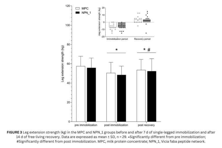 Muscle mass loss and muscle protein synthesis rates during immobilization in young men are similar for milk protein concentrate and Vicia faba peptide network supplements