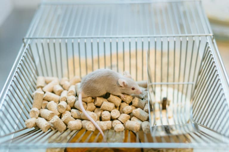 Omega-3 fatty acid-rich diets: Potential benefits in lowering risk of Alzheimer’s disease