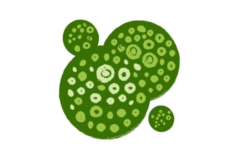 Algae as a surprising source of environmentally friendly protein to support muscle turnover